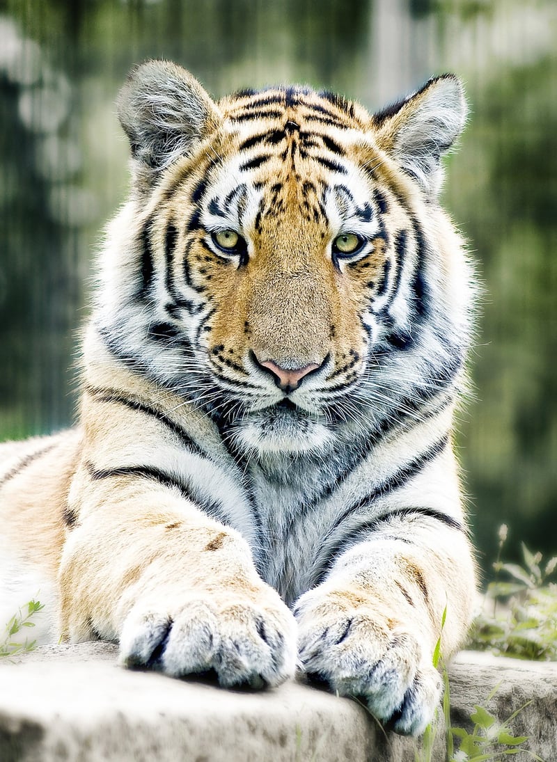 Ranthambore National Park, India