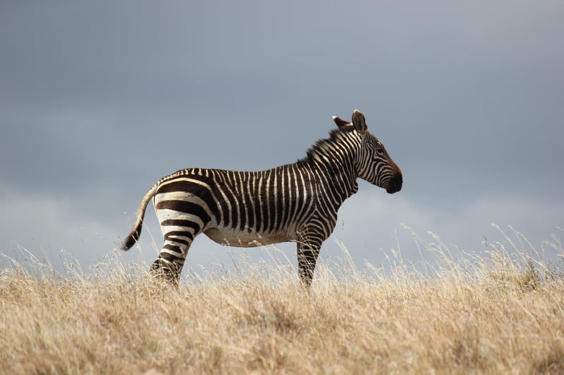 Maasai Mara, Kenya